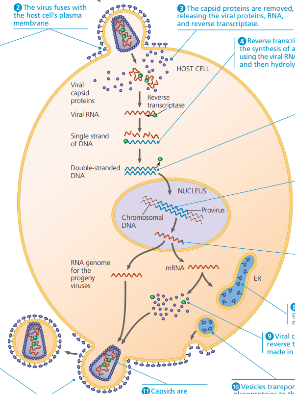 <p>Viruses are fused with the host cell’s plasma membrane, releasing the viral proteins: RNA and reverse transcriptase.<br><strong>Reverse transcriptase </strong>catalyzes the synthesis of the second DNA strand complementary to the first, copying their RNA genome into DNA. <br>The viral DNA is the integrated into the host genome, and remains a permanent resident of the host cell.<br>RNA polymerase transcribes the proviral DNA into RNA molecules for progeny viruses and as mRNAs for translation into viral protein.<br>The RNA molecules function both as mRNA for synthesis of viral <strong>proteins </strong>and as genomes for new virus particles.<br><strong><u>Glycoproteins </u></strong>are made in the ER whereas Viral capsid proteins and <strong>reverse transcriptase </strong>are made in the cytosol. <br><br>These molecules are transported via vesicles, and are assembled alongside Capsids to form new viruses… budding off from the host cell.</p>