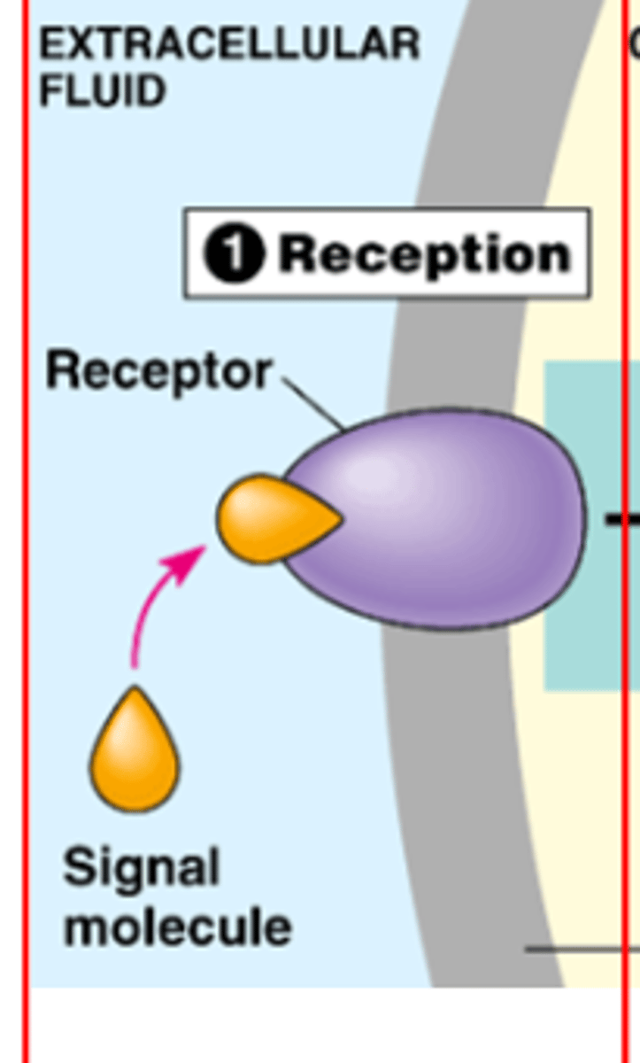 <p>needs receptor, binds to ligand</p>