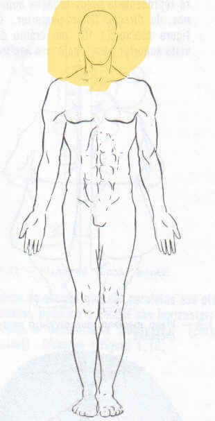 <p>Describes postion above or higher than another part of the body</p>