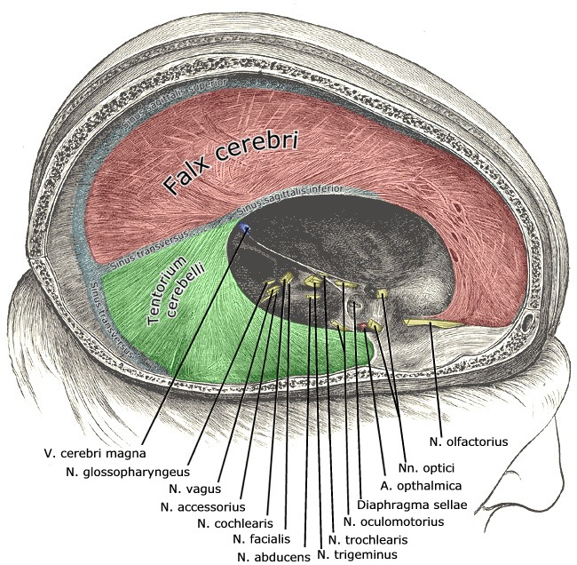<p>Portion of meningeal dura mater that supports the <u>great longitudinal fissure</u> between the two brain hemispheres</p><p>Extends from the cranial roof to the corpus collosum</p>