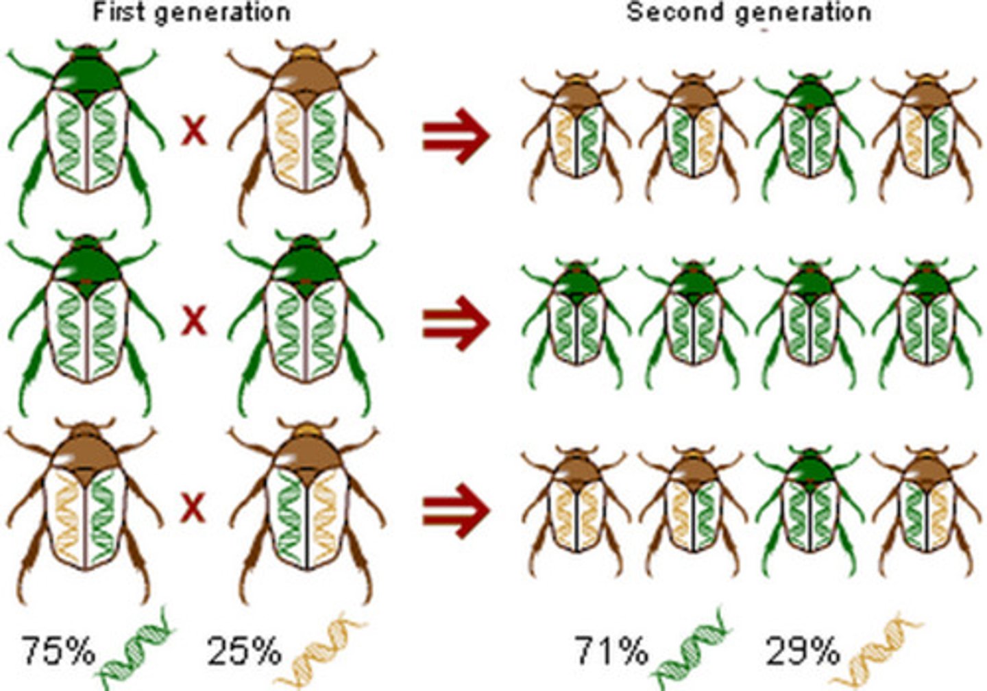 <p>-A generation-to-generation change in the gene pool.</p><p>-Evolution occurring on its smallest scale.</p><p>+Taken over many generations, microevolution can result in the gradual adaptation of species to the local environment.</p>