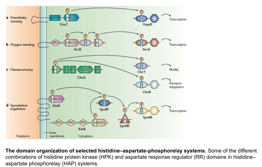 <p>Two-component systems (TCS) in bacteria are <span style="color: red"><strong>signal transduction mechanisms</strong></span> that help them sense and respond to environmental changes.</p><p>The main type of two-component systems are the <span style="color: red"><strong>Histidine Aspartate Phosphorelay (HAP)</strong></span> systems. They consist of two main components:</p><ul><li><p><strong><u>histidine protein kinase (HPK)</u></strong>: a membrane bound sensor proteins that detect environmental stimuli (e.g. pH, osmolarity, the presence of specific molecules). Upon activation, it auto phosphorylates at a conserved histidine residue.</p></li><li><p><strong><u>aspartate response regulator (RR)</u></strong>: a cytoplasmic protein that receives the phosphate group from the histidine kinase, usually at an aspartate residue. This phosphorylation alters the response regulator’s activity, leading to changes in gene expression for example.</p></li></ul><p>The figure shows examples of HAP systems</p>