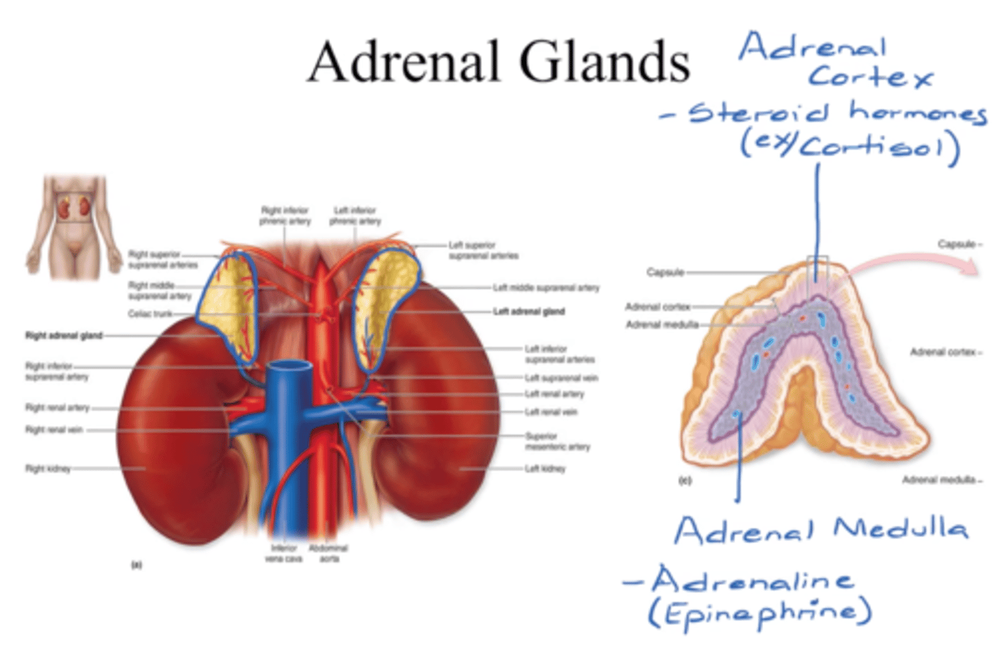 <p>- sit on top of kidneys (2 glands)</p><p>(1) adrenal cortex</p><p>- releases steroid hormones (ex; cortisol = stress)</p><p>(2) adrenal medulla </p><p>- releases adrenaline (epinephrine)</p>