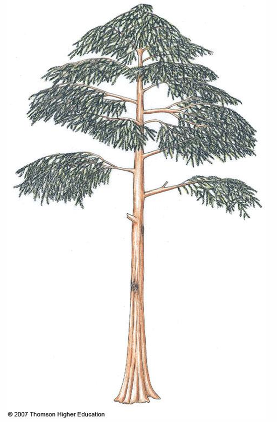 <p>progymnosperm; existed about 370 mya; had some features in common with modern seed plants but did not produce seeds</p>