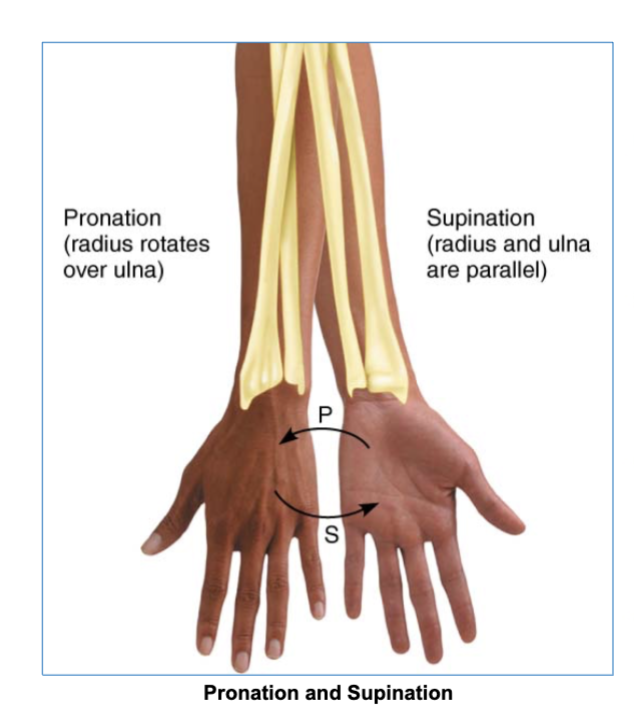 <ul><li><p><strong>forearm pronation/supination</strong> involves turning the hands so the <strong>palms facing either posterior or anterior</strong></p></li></ul><p></p>