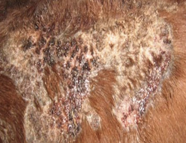 <p><strong>Diagnosis:</strong> bacterial culture, cytology, or biopsy. </p><p><strong>Treatment:</strong> mild = self-limiting; moderate = topical antimicrobial shampoo; severe = systemic antibiotics ± topical therapy</p>