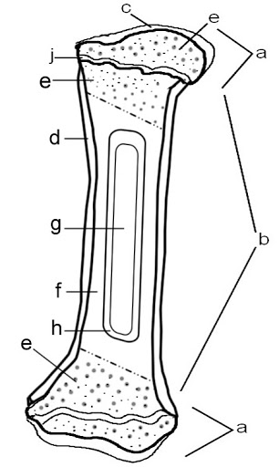 <p><span>Structure C</span></p>