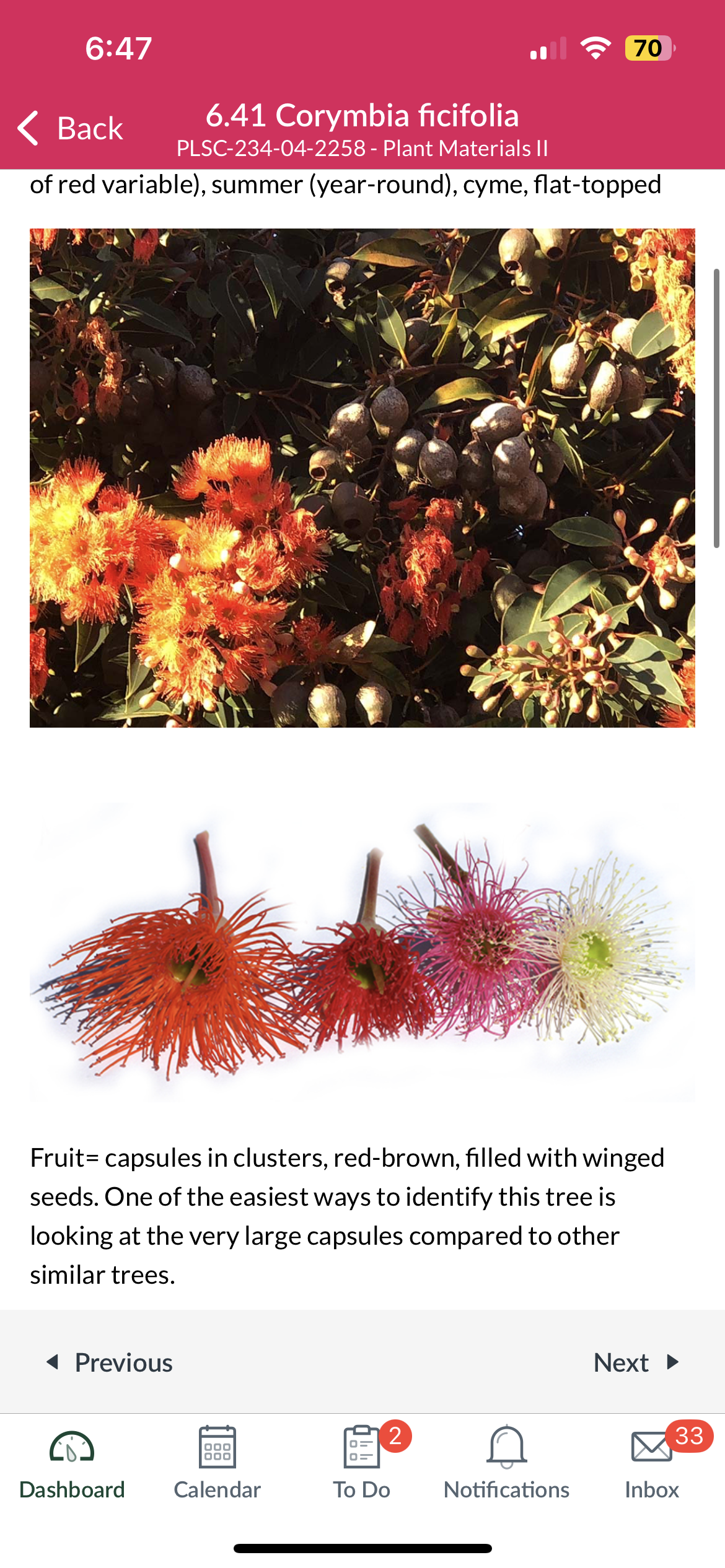 <p>Corymbia ficifolia</p>