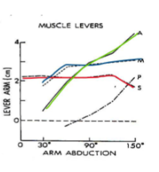 <p>Using a TheraBand to represent the muscle force of the anterior deltoid on a skeleton model, are you able to “see” the change of the moment arm when you elevate the arm of the skeleton?</p>