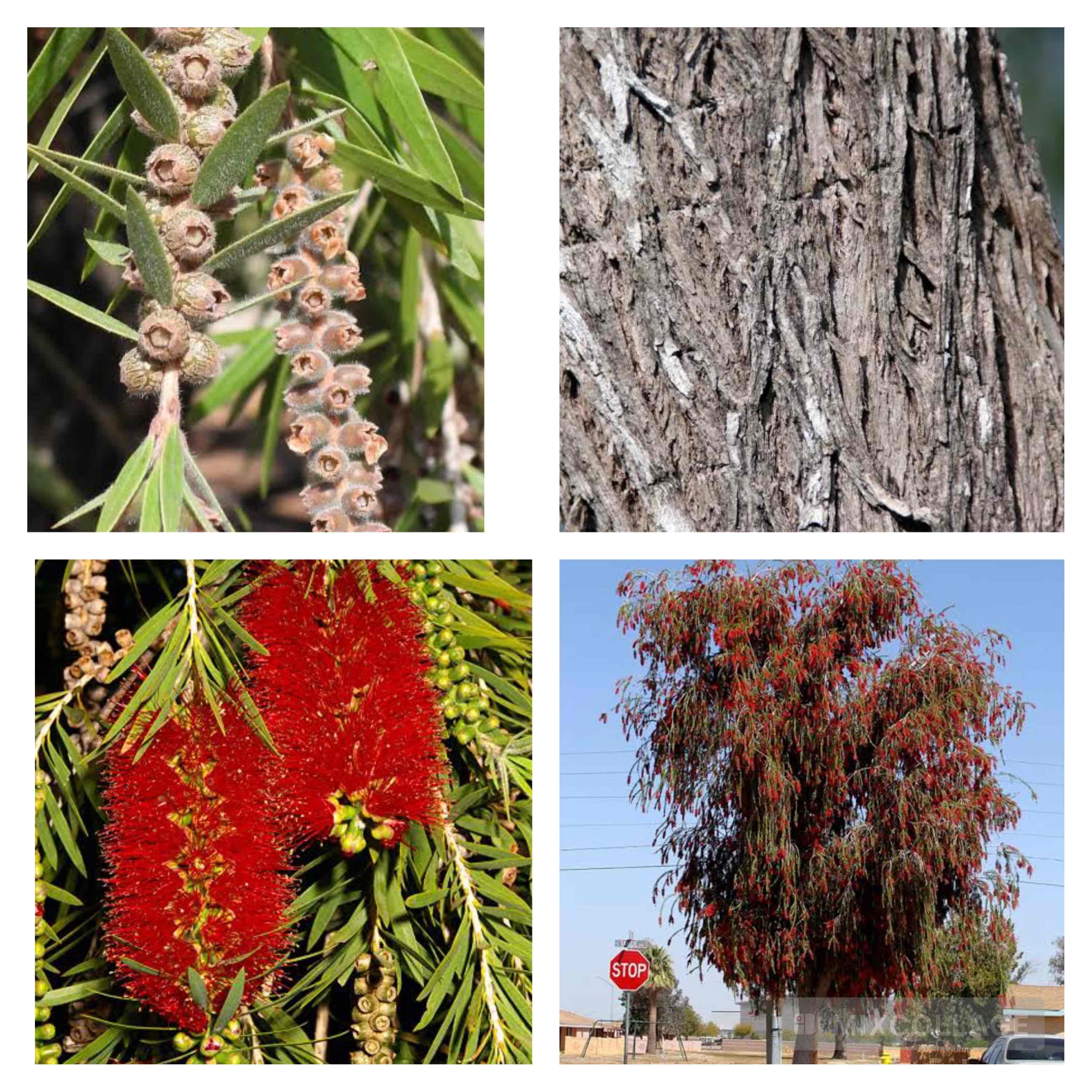 <p>Weeping bottlebrush</p>