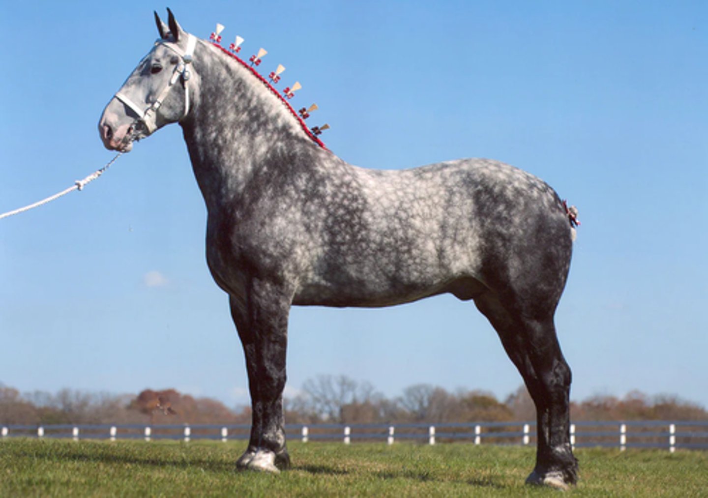 <p>what horse breed is this?</p>