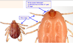 <p>What is this parasite</p>