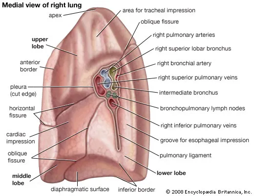 <p>- main bronchus</p><p>- pulmonary arteries</p><p>- pulmonary veins</p><p>- bronchial vessels</p><p>- bronchopulmonary lymph nodes</p>