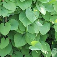 <p>aristolochia macrophylla</p>