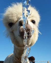 <p>regulates hunger, thirst, body temp, sexual behavior, controls pituitary (hypo the llamas, feed water to the llamas to cool them down)</p>