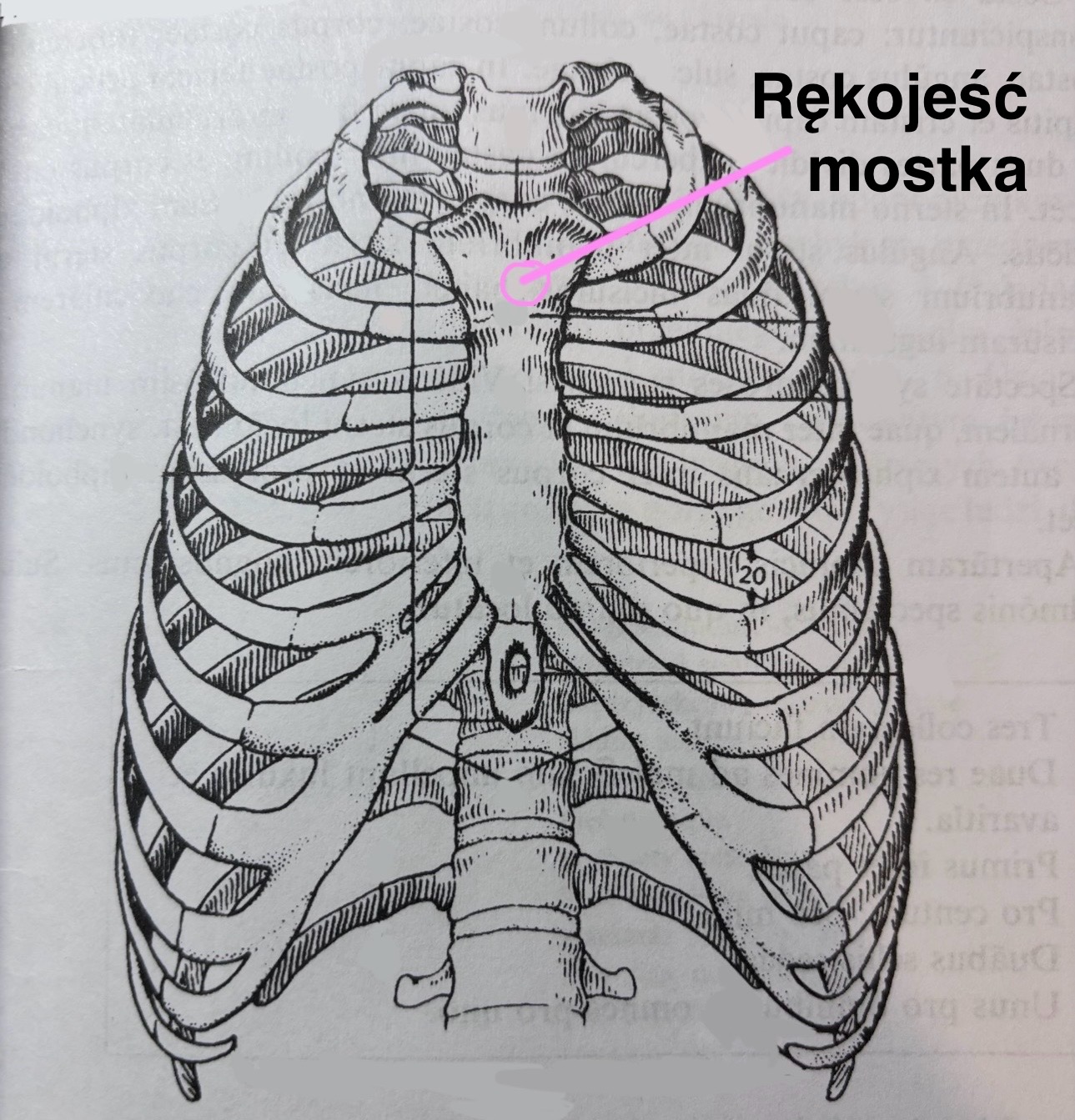 <p>Rękojeść mostka</p>