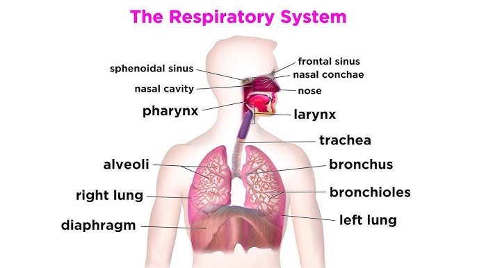 <p>The <strong>respiratory system</strong> is responsible for bringing oxygen into the body and removing carbon dioxide, a waste product of cellular metabolism.</p>