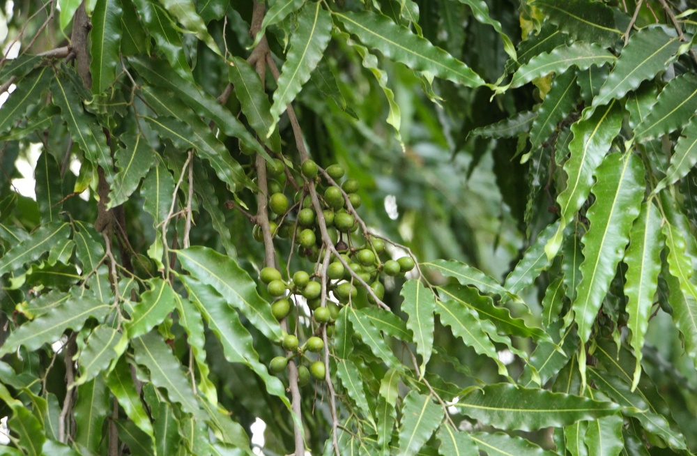 <p><span style="font-family: Inter, helvetica, arial, sans-serif">False Ashoka, False Asoka, Mast Tree, Indian Mast Tree, Weeping Mast Tree, Green Champa, Mempisang</span></p>