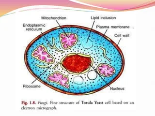 <ul><li><p>unicellular or multicellular</p></li><li><p>cell walls of chitin</p></li><li><p>heterotrophs</p></li></ul><p></p>