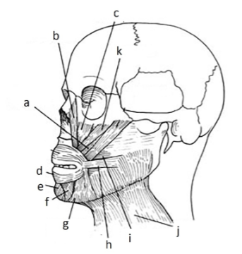 <p>135. _____ platysma</p>