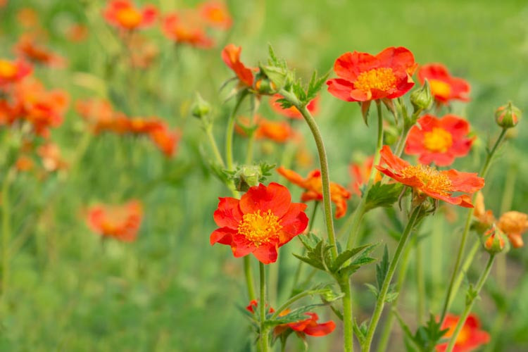 <p>A clumping perennial with nodding, rose-like flowers in orange, pink, red, or yellow from late spring through summer.</p>