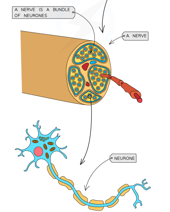 <p>a bundle of neurones</p>