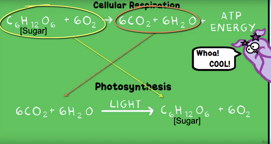 <p>synthesis of compounds with the aid of solar energy</p>
