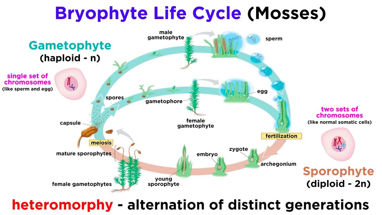 <ol><li><p>haploid produces antheridia (male) and archegonia (female) bits.</p><ol><li><p>these produce gametes via mitosis</p></li></ol></li><li><p>two come together = fertilization of ovum via biflagellate sperm</p></li><li><p>fertilization results in diploid zygote that develops into a sporophyte</p><ol><li><p>sporophyte is dependent on gametophyte</p></li></ol></li><li><p>sporophytes produce haploid spores through meiosis</p></li><li><p>spores disperse and germinate into a protonema (baby gametophyte)</p></li></ol><p></p><p></p>
