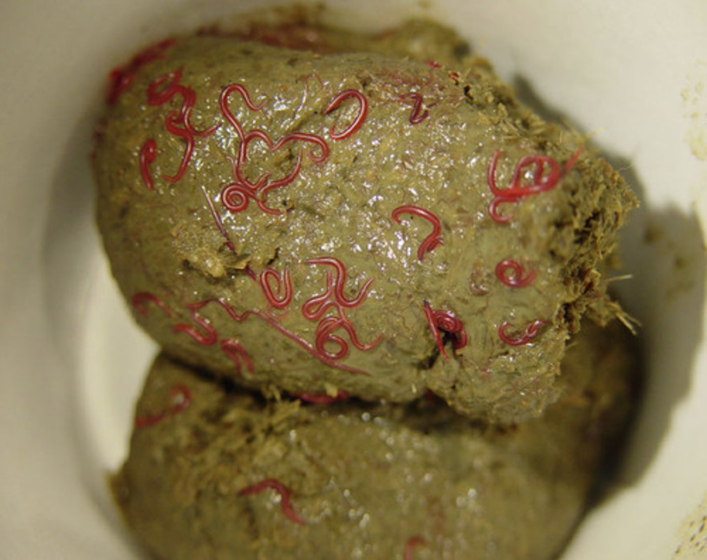 <p>What worms are depicted in this picture?</p>