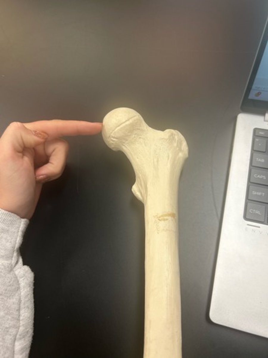 <p>name the bone</p>