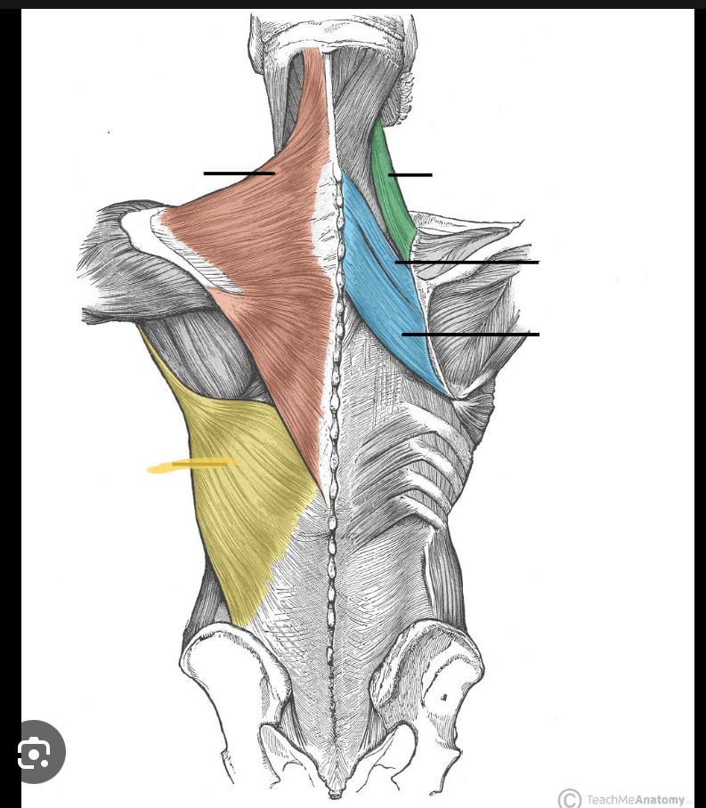 <p>Identify the highlighted muscle</p>