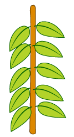  two leaves at a node facing each other. 