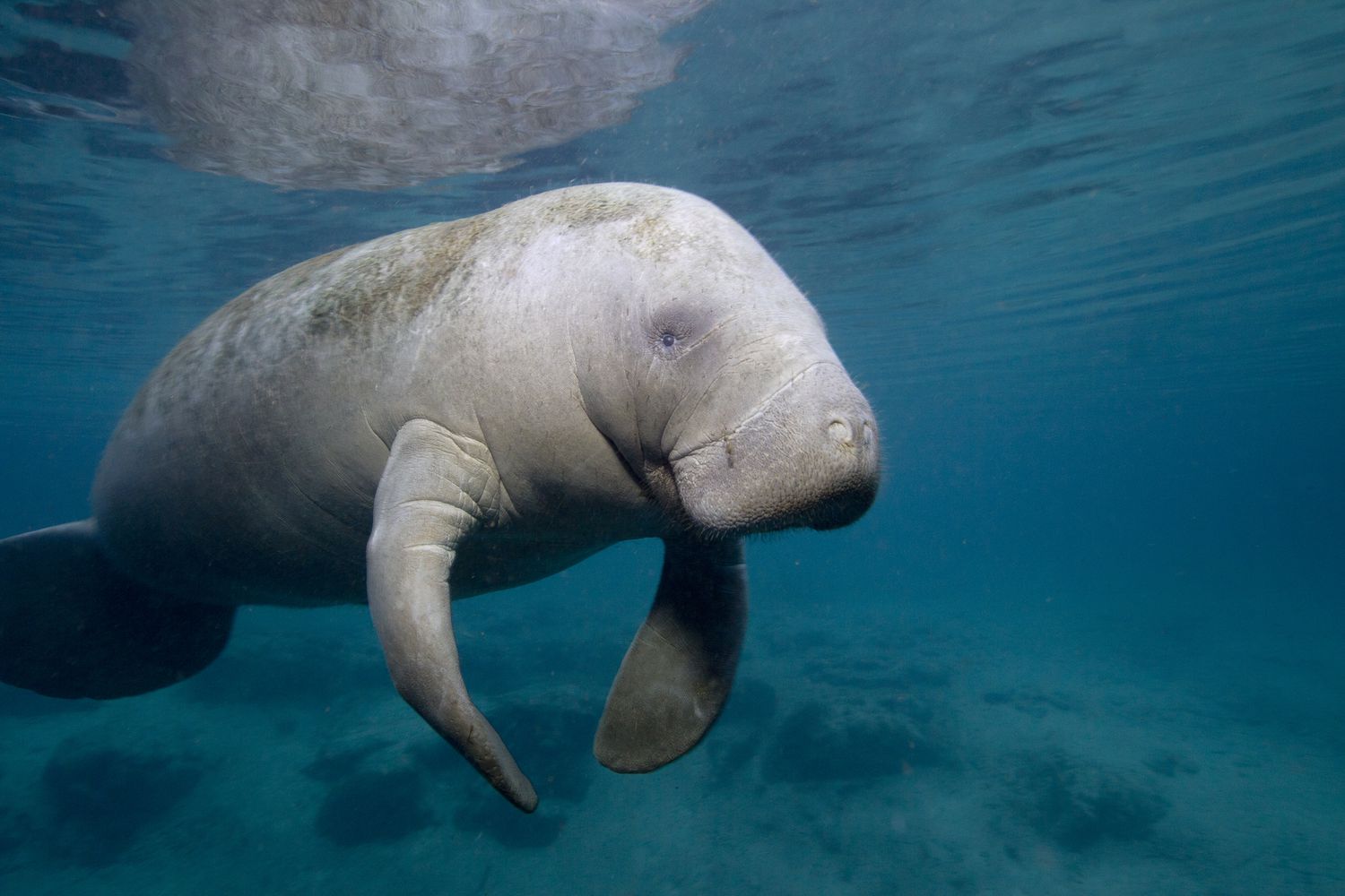 <p>Manatee</p>