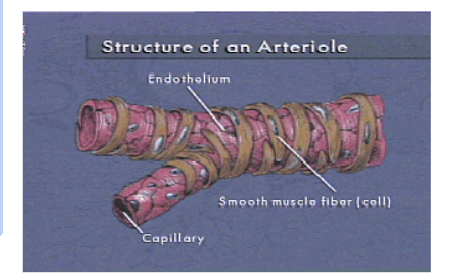 <ul><li><p><span>Formed by branching arteries </span></p></li><li><p><span>Smooth muscle in the arterioles may contract or relax which is controlled by the autonomic nervous system (ANS)</span></p></li><li><p><span>Important in maintaining constant body temperature</span></p></li></ul>