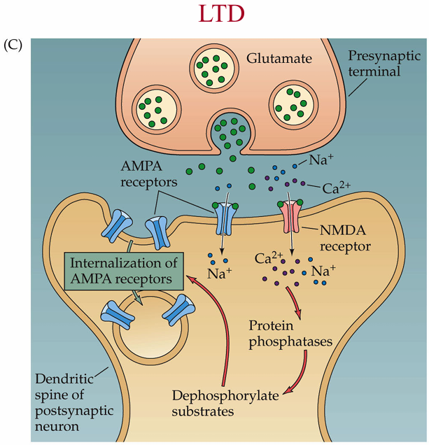 <p>instead of kinases, phosphatases are activated, which dephosphorylate substrates and internalize AMPA receptors</p>