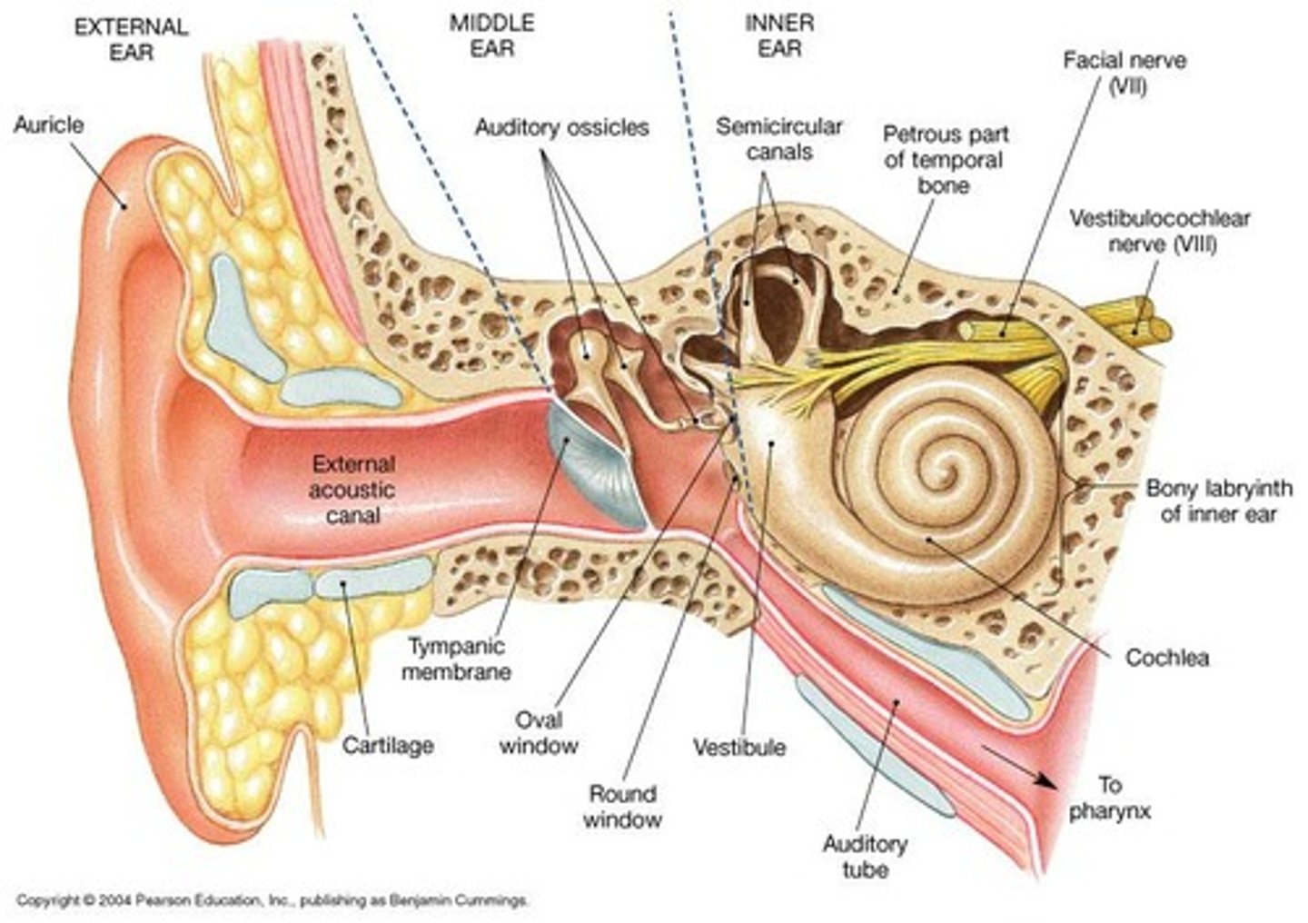 <p>External ear, Middle ear, Inner ear</p>