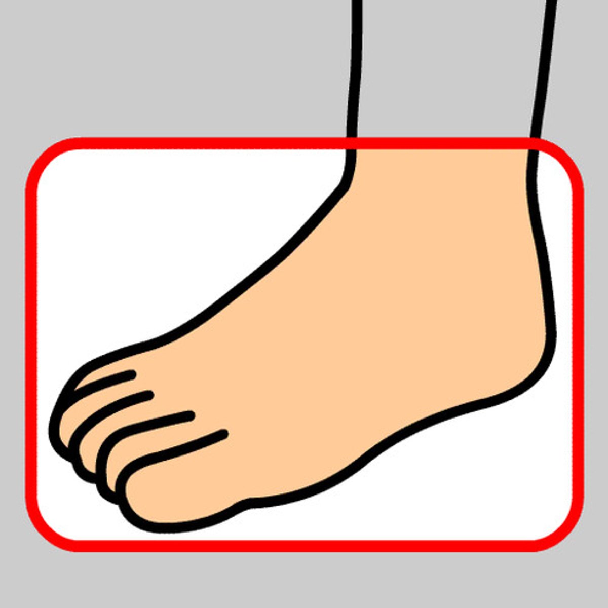 <p>leg / foot, noun</p>