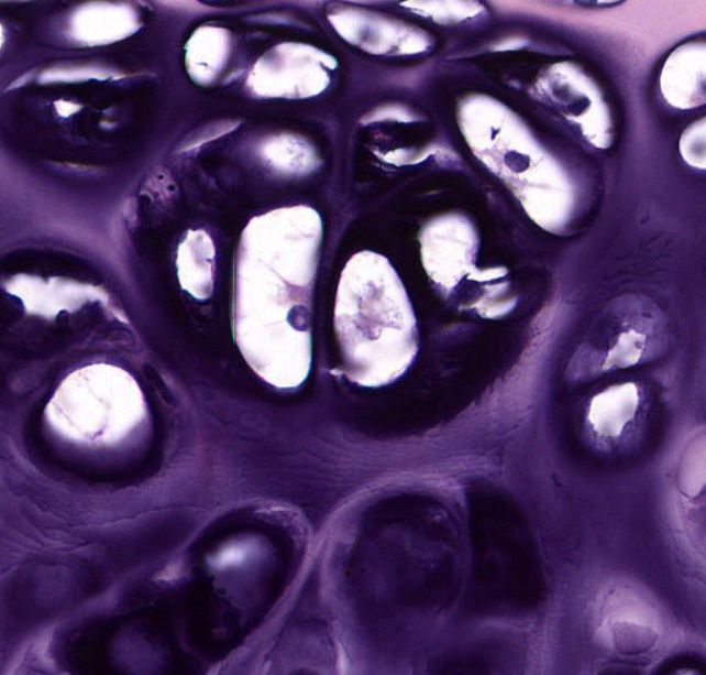 <p>the “holes” that contain a type of cell</p>