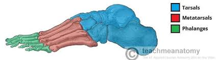 <p>Short bones in the ankle area arranged in 3 groups (proximal, intermediate, distal). Function: Transfer body weight from leg to foot and allow foot movement; muscle attachment sites.</p><p></p>