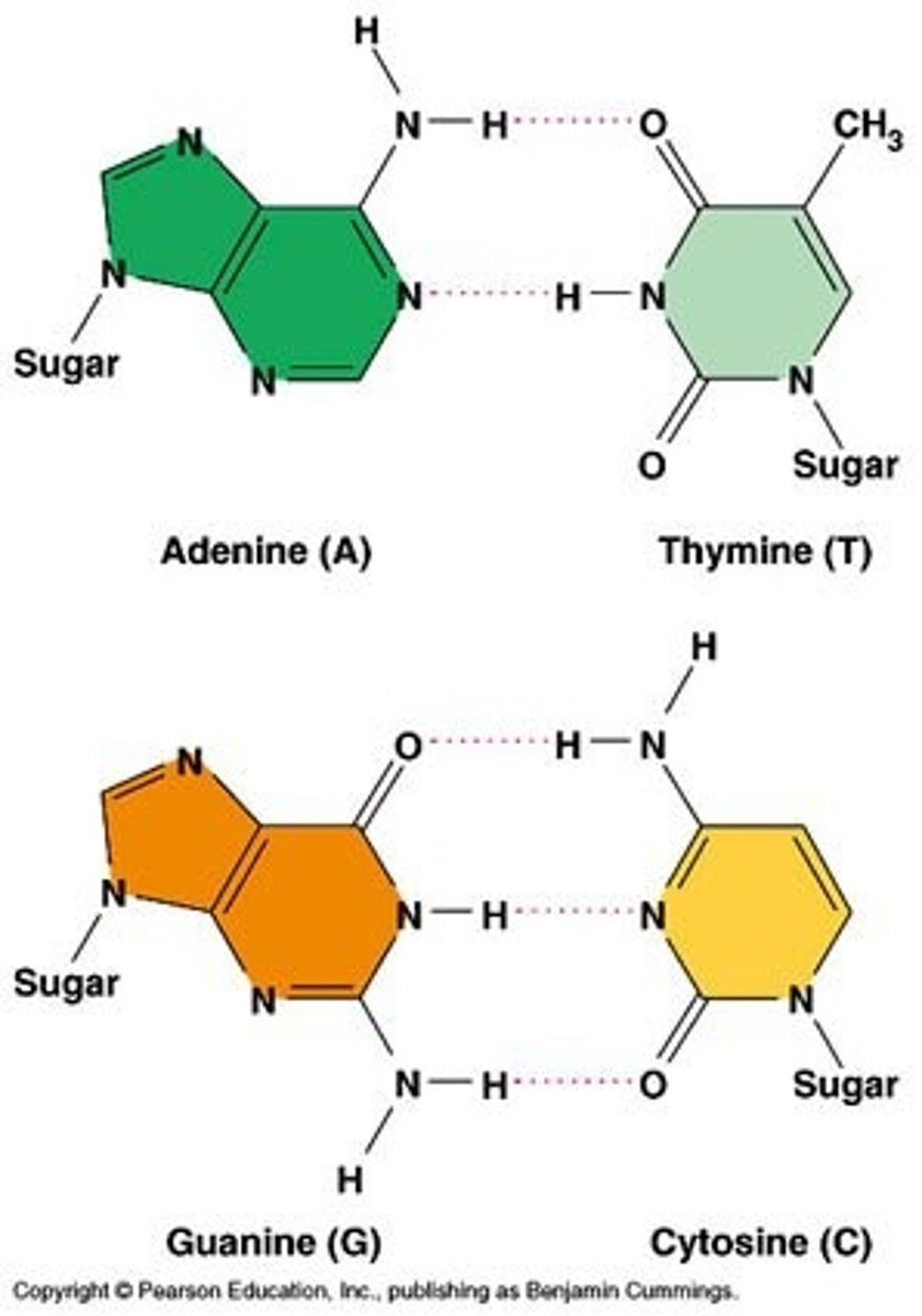 <p>Purines have two rings. If it can form 2 H-bonds it is adenine and if it can form 3 H-bonds it is guanine.</p><p>Pyrimidines have one ring. If it can form 2 H-bonds it is thymine and if it can form 3 H-bonds it is cytosine.</p>