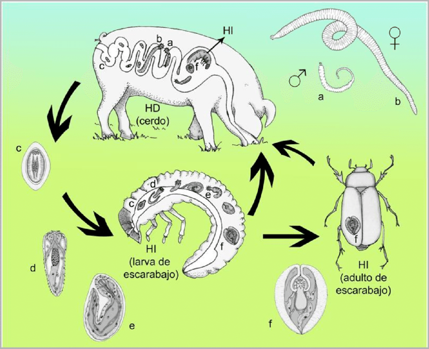 <p>Of Acanthocephala. </p><p>Indirect LC</p><ul><li><p><strong>FH</strong>: pigs</p></li><li><p><strong>Location</strong>: SI</p></li><li><p><strong>IH</strong>: beetles, larvae</p></li><li><p>Infective stage:<strong> cystacanth larvae </strong></p></li><li><p>Process: </p><ol><li><p>adults in SI of pigs → releases Acanthor larvae eggs in feces</p></li><li><p>eggs are ingested by IH → develops into acanthella larvae → cystacanth larvae (infective) </p></li><li><p>FH ingest beetles (IH) → matures.</p></li></ol></li></ul><p></p>