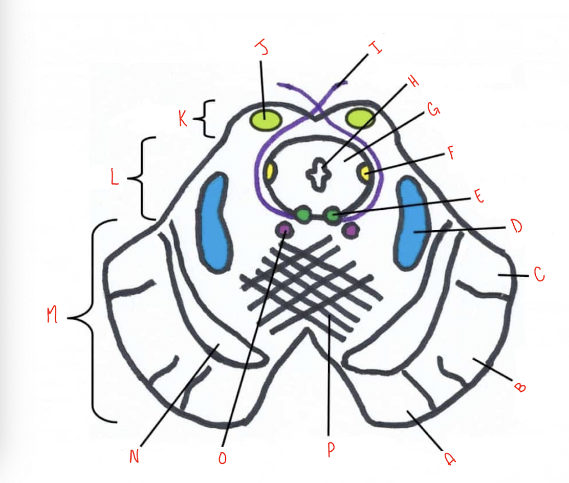 <p>What structure of the sliced inferior colliculus section of the midbrain is labeled H?</p>