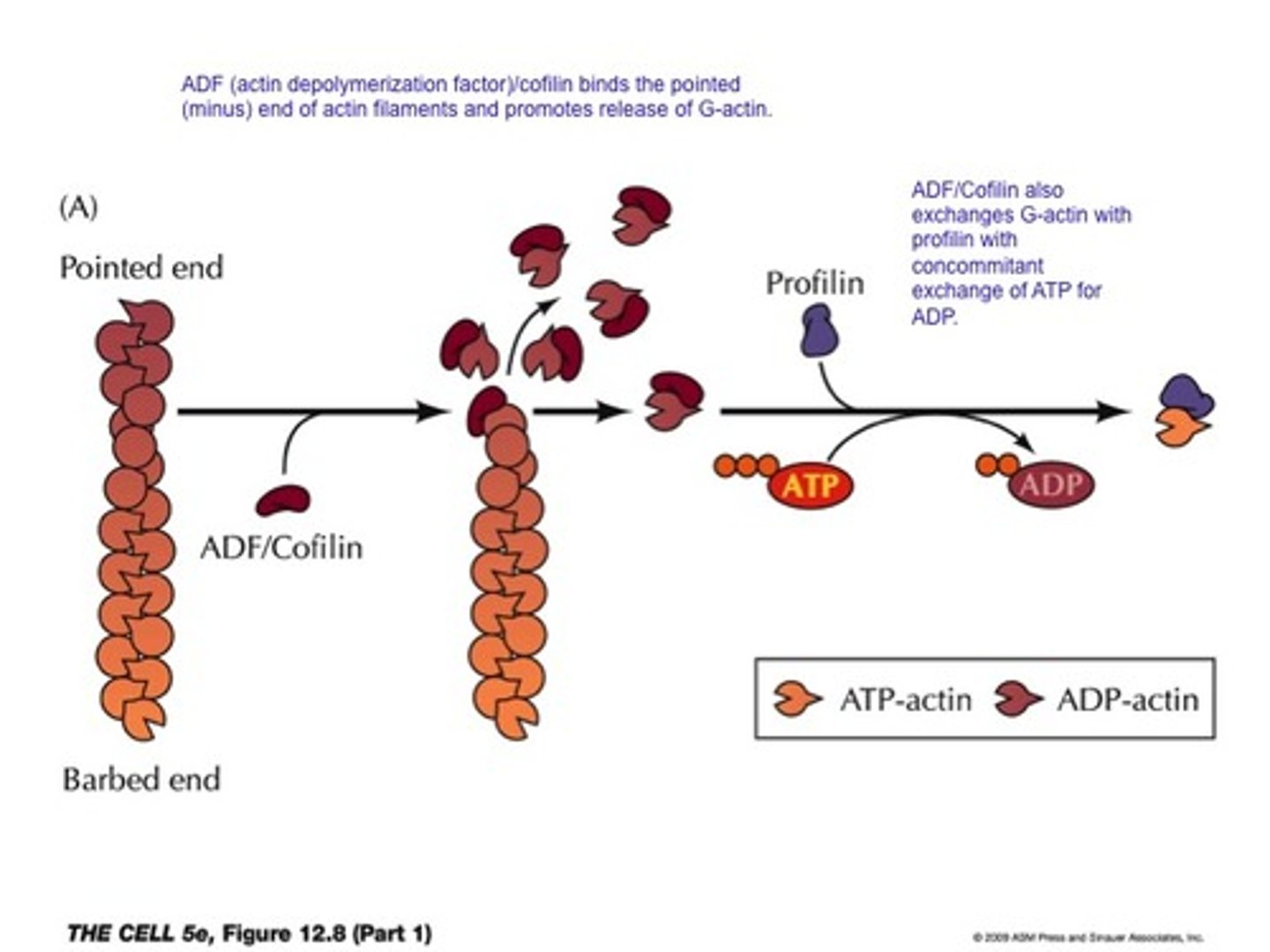 <p>Breaks F-actin into smaller segments by destabilizing the filament, allowing for small amount of force to break the filament.</p>