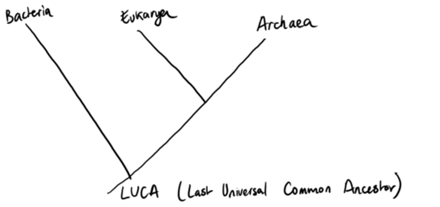 <p>Even though eubacteria and archaebacteria are both prokaryotes (lack a nucleus), scientists discovered there were actually more similarities between archaebacteria and eukaryotes than there was to the other prokaryote (eubacteria)</p>