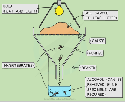 <p>Funnel with a lightbulb above and a container below that collects invertebrates that live in leaf litter or soil.</p><p>How? Leaf litter/soil is placed in the funnel and the light and heat forces the invertebrates to move down until they drop into the container.</p><p></p>