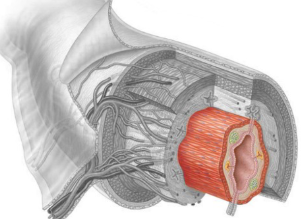 <p><span><span>Directly in contact with lumen</span></span></p>
