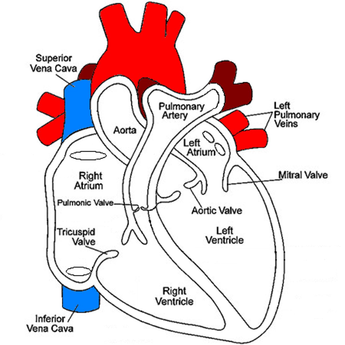 <p>The vena cava is a large vein that carries blood to the heart from other areas of the body.</p>