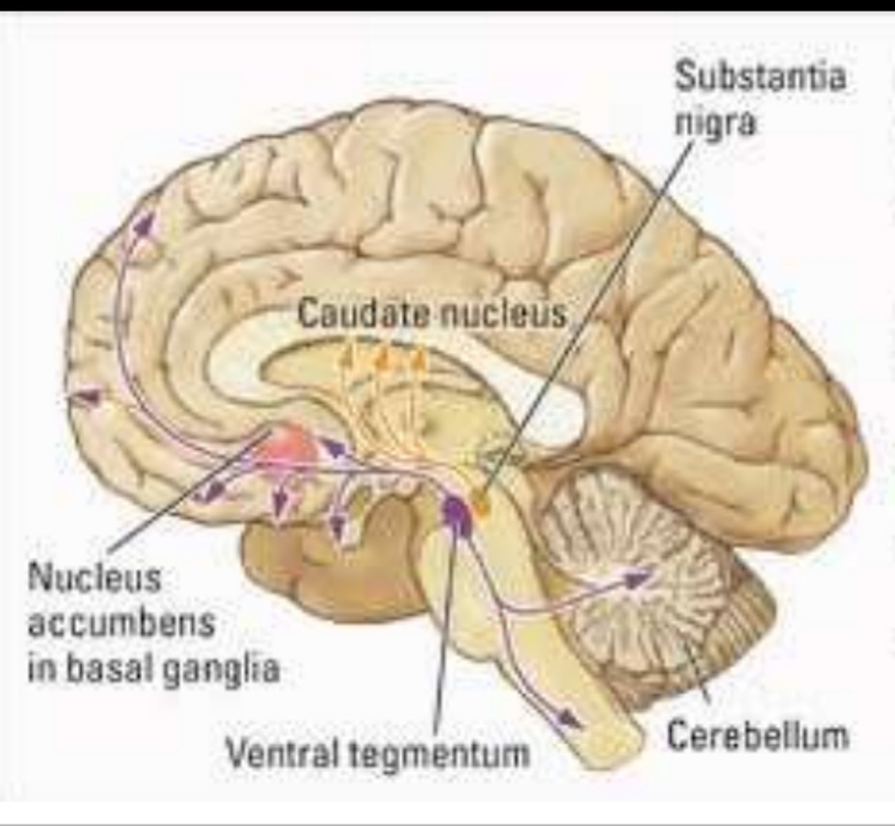 <p>Primary reward pathway in the brain</p>