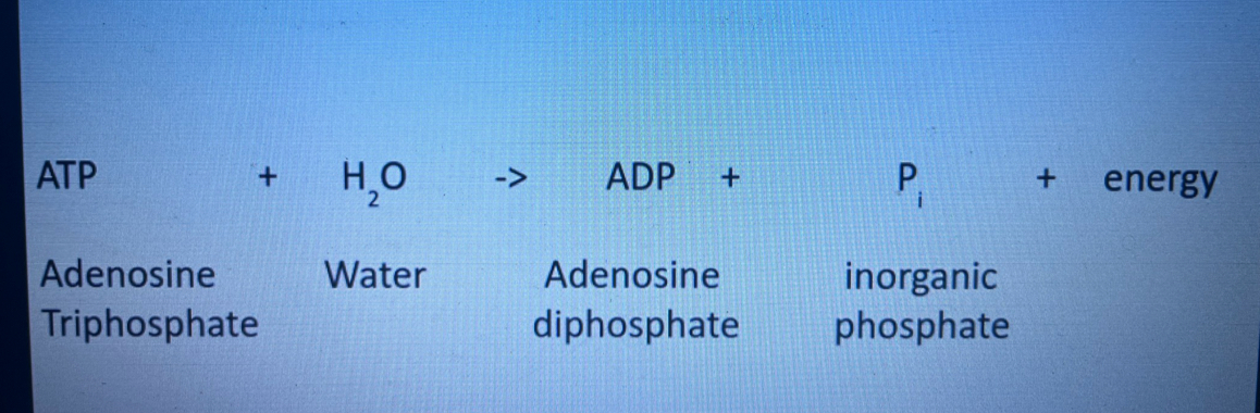 <ul><li><p>hydrolysis reaction and involves energy required reactions </p></li><li><p>these are said to be coupled as they occur simultaneously </p></li></ul><p></p>