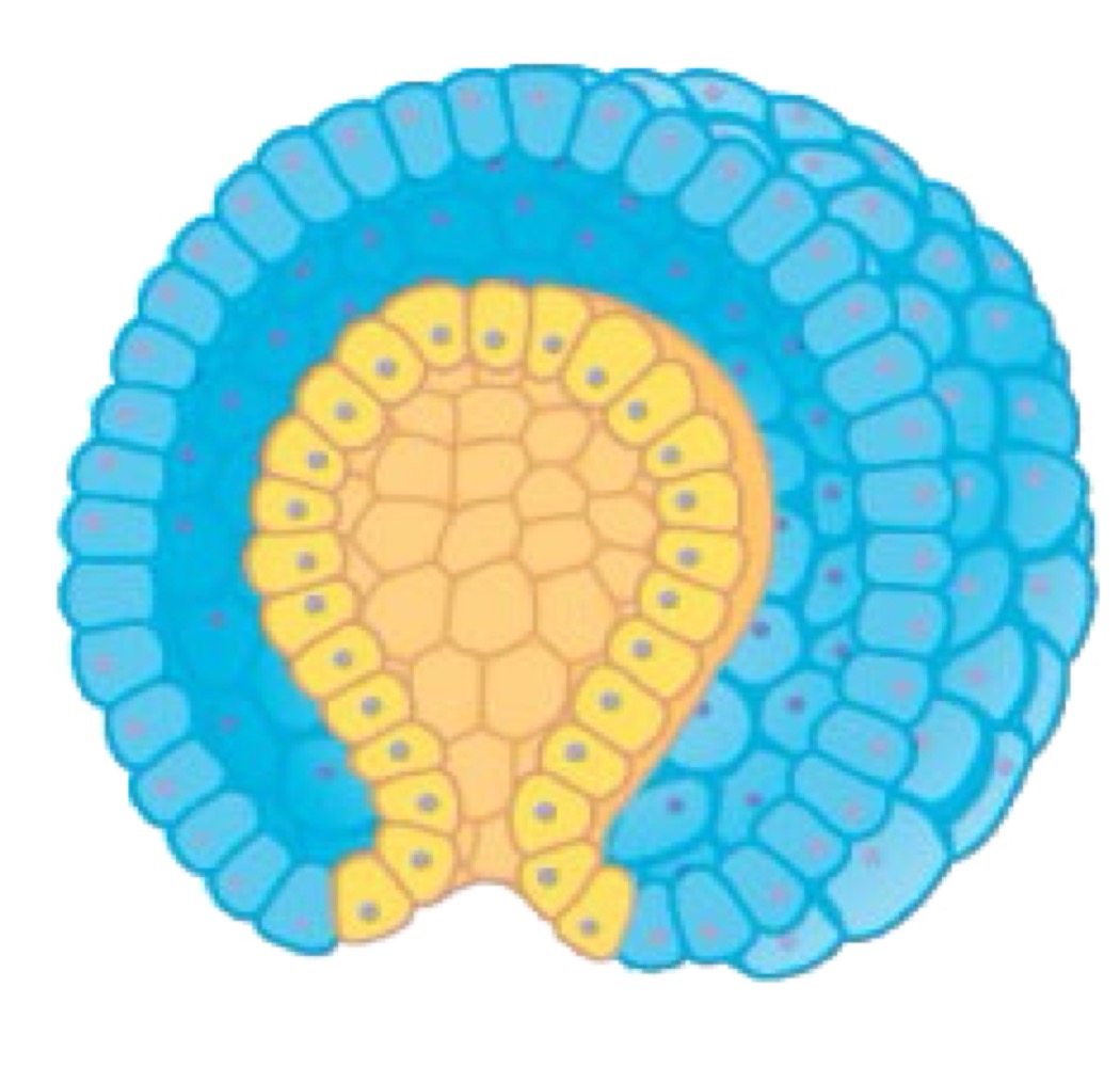 <p>Animals with two germ layers.</p>
